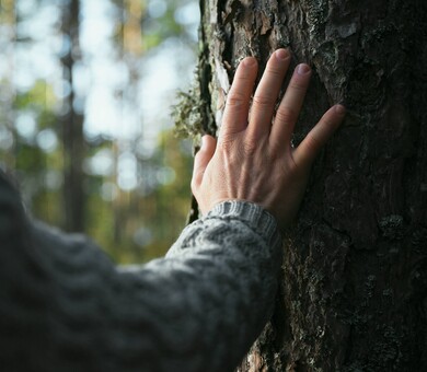 Käsi puulla metsässä