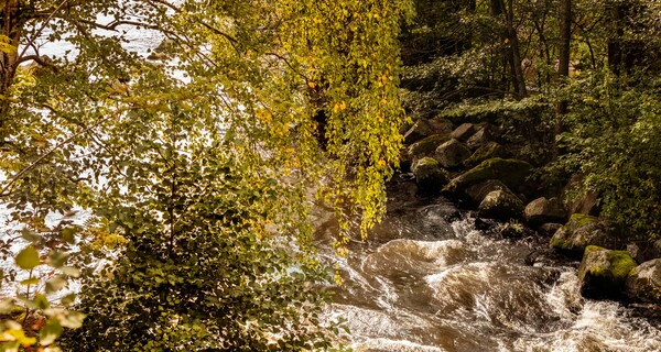 Flowing water and birch trees in spring